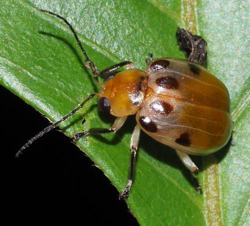 Galerucinae